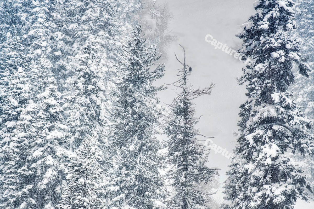 Pine trees with snow